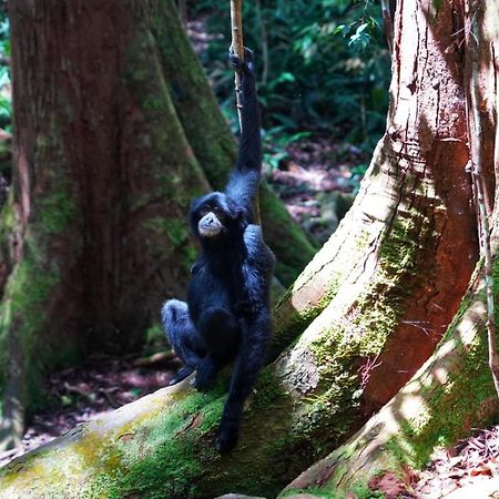 Sumatra Orangutan Discovery Villa Bukit Lawang Exterior photo