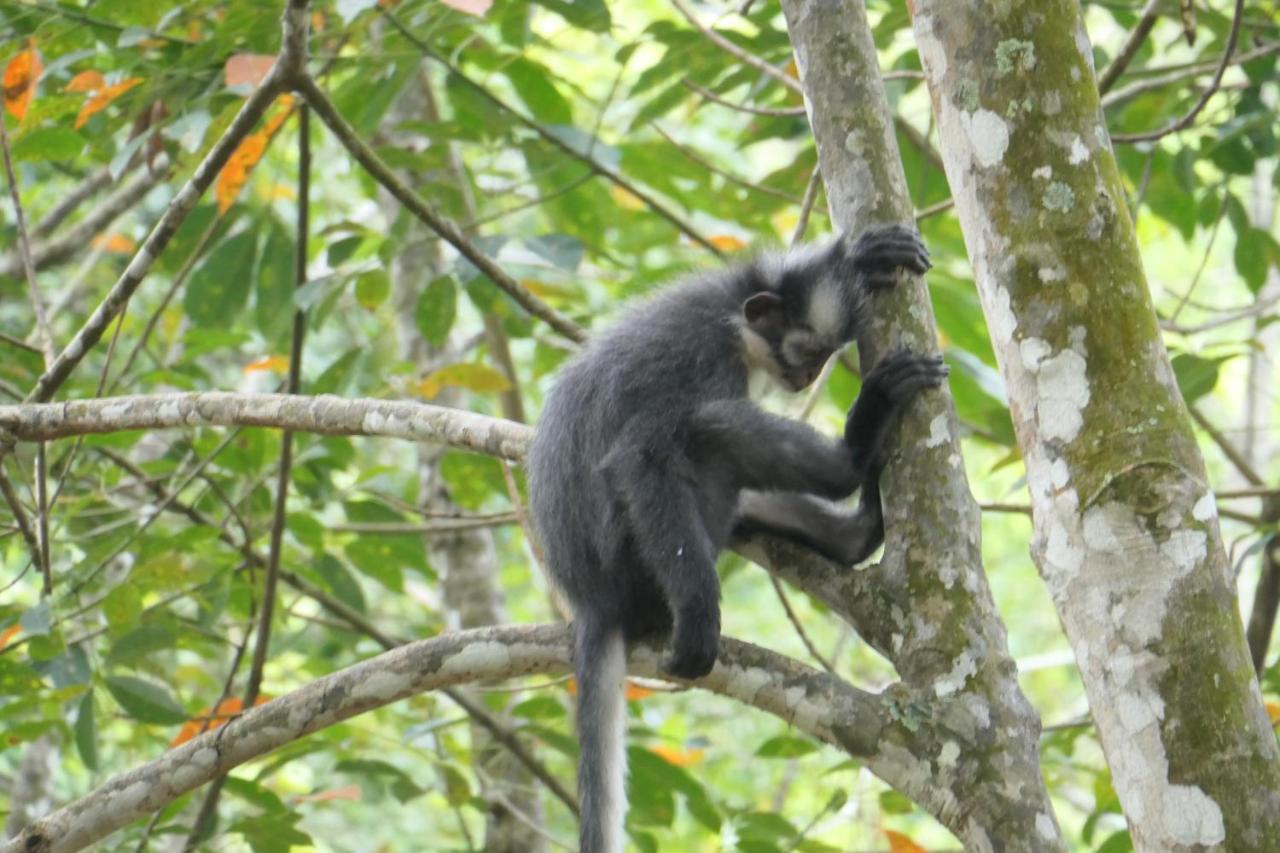 Sumatra Orangutan Discovery Villa Bukit Lawang Exterior photo